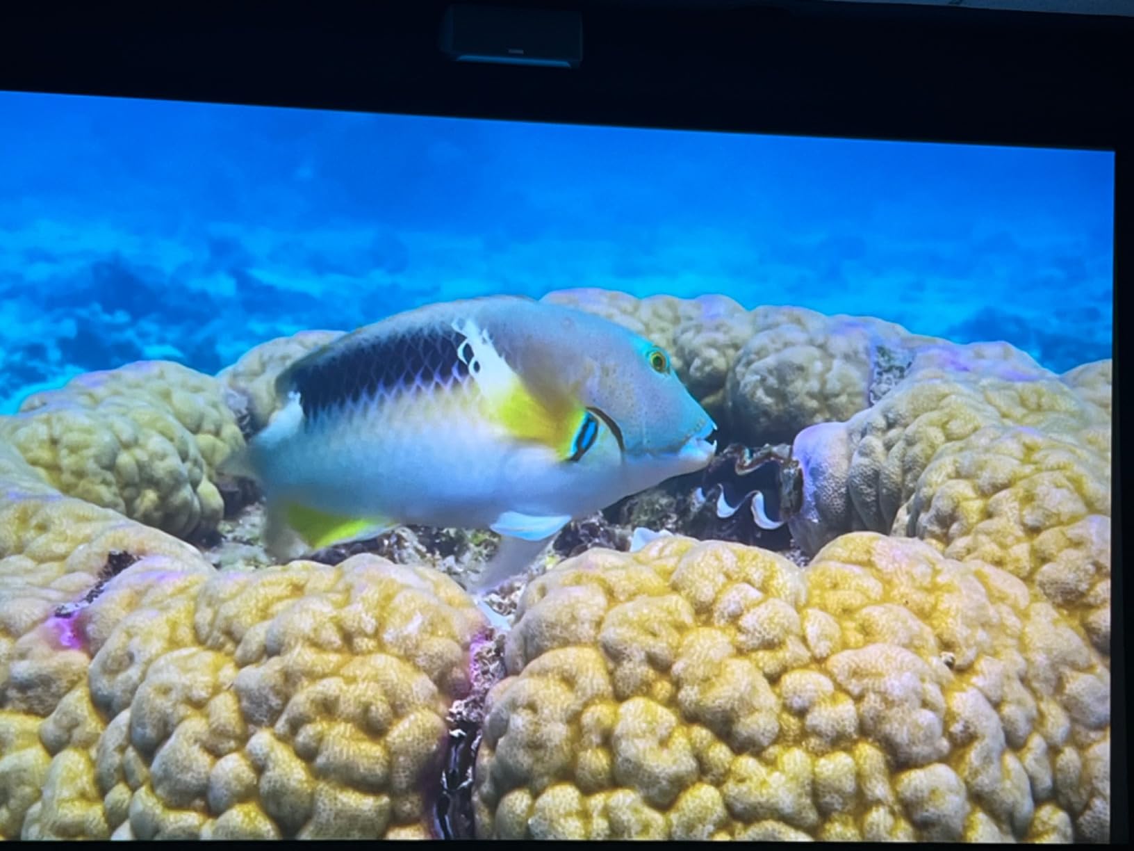 Epson Home Cinema 5050UB 4K PRO-UHD 3-Chip Projector with HDR customer photo 2