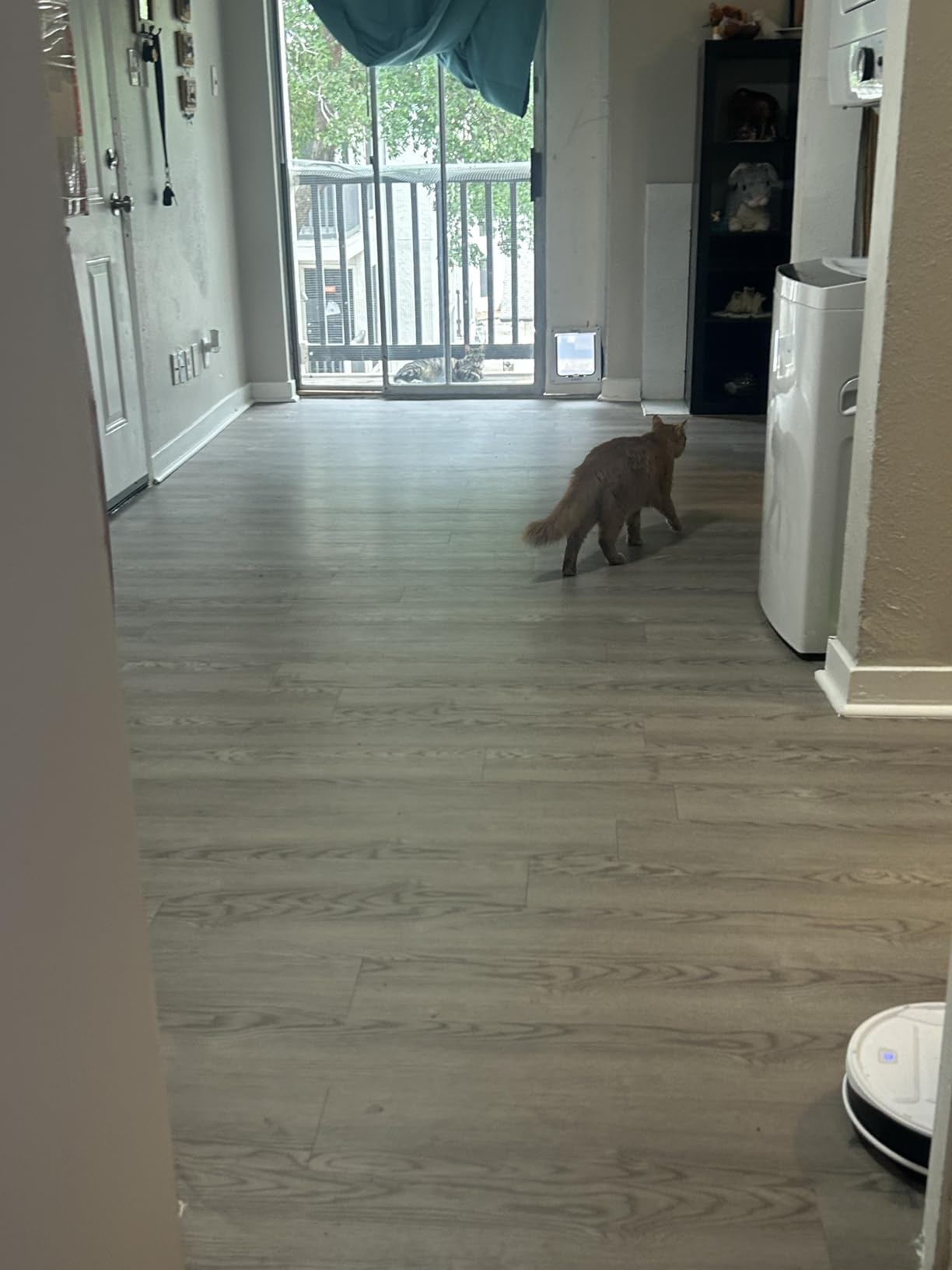 Lefant Robot Vacuum Cleaner, Strong Suction, 120 Mins Runtime, Slim, Low Noise, Automatic Self-Charging, Wi-Fi/App/Alexa Control, Ideal for Pet Hair Hard Floor and Daily Cleaning, M210 customer photo 2