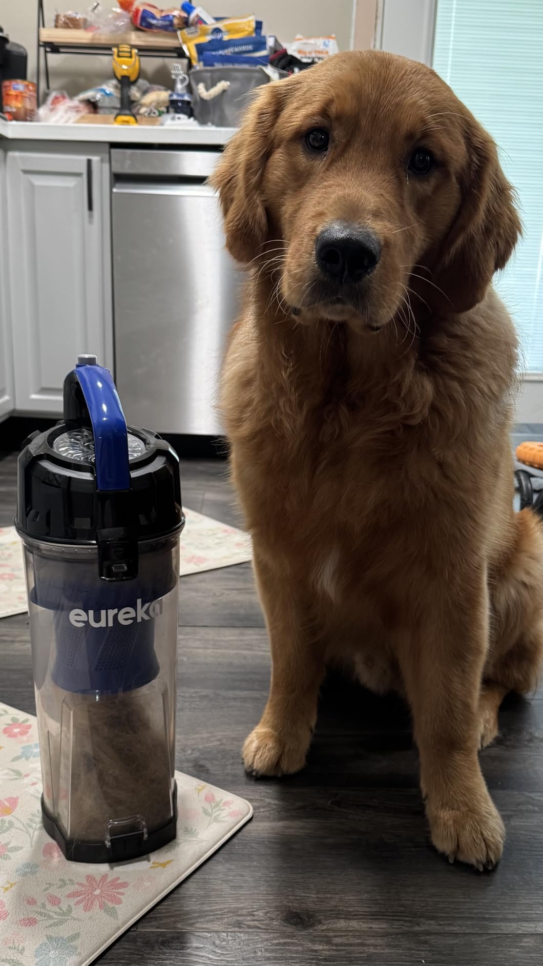 Eureka Lightweight Powerful Upright Vacuum Cleaner for Carpet and Hard Floor, PowerSpeed, New Model, Blue,black/New Model customer photo 2