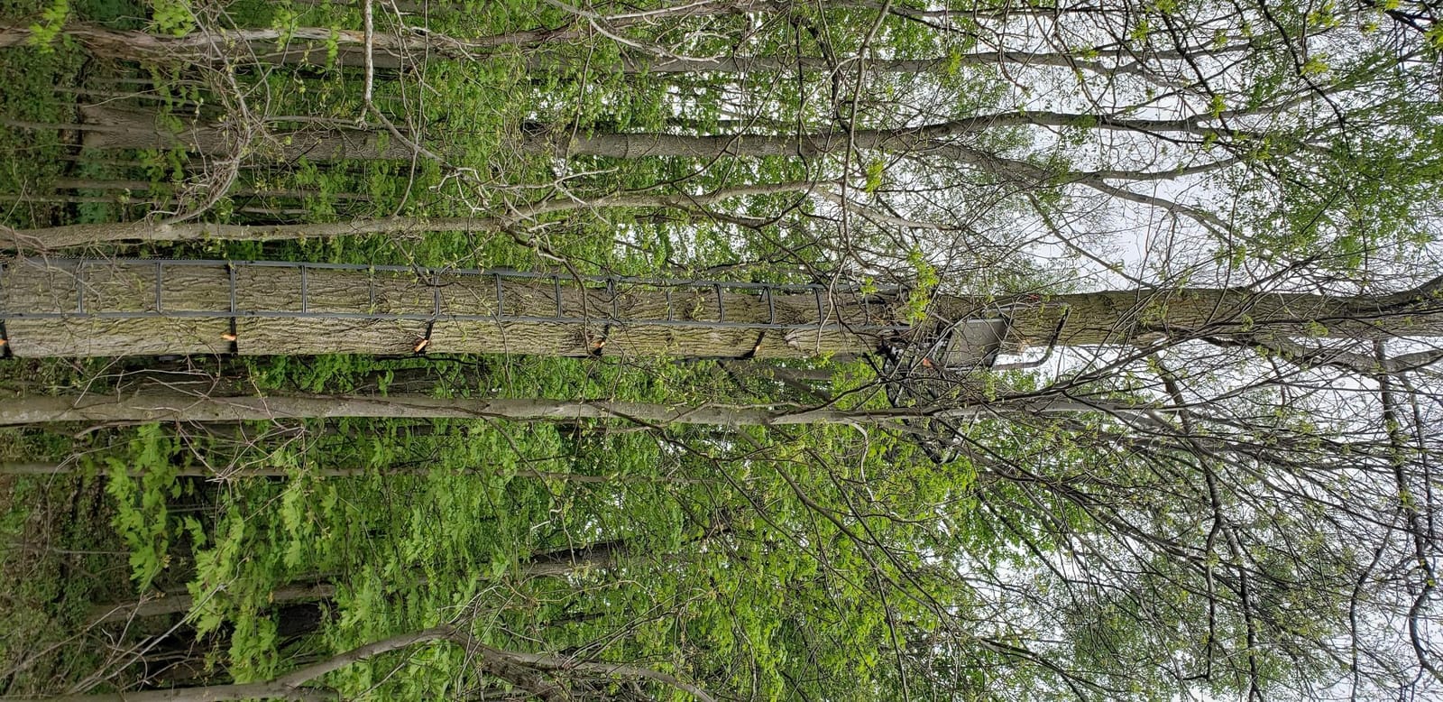Millennium Treestands Monster Hang-on Treestand customer photo 2