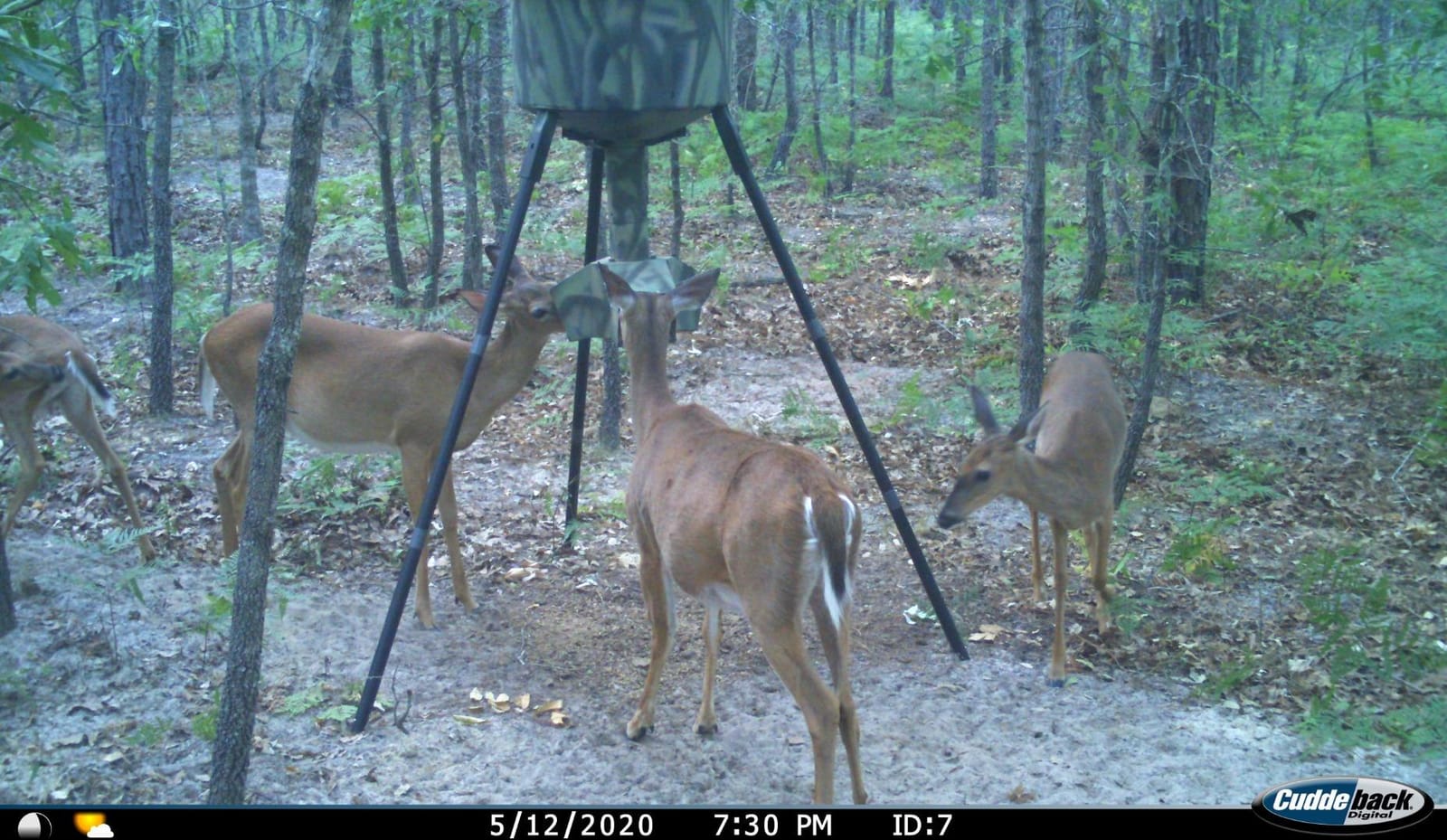 Wildgame Innovations Quick-Set 270 lb Game Feeder with Digital Timer customer photo 1