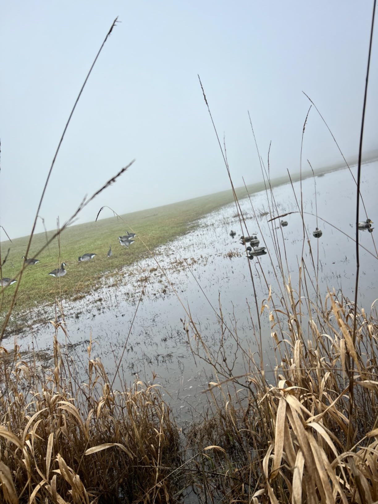 Flambeau Outdoors Storm Front 2 Mallard Decoys, Classic Floaters, 6-Pack customer photo 2