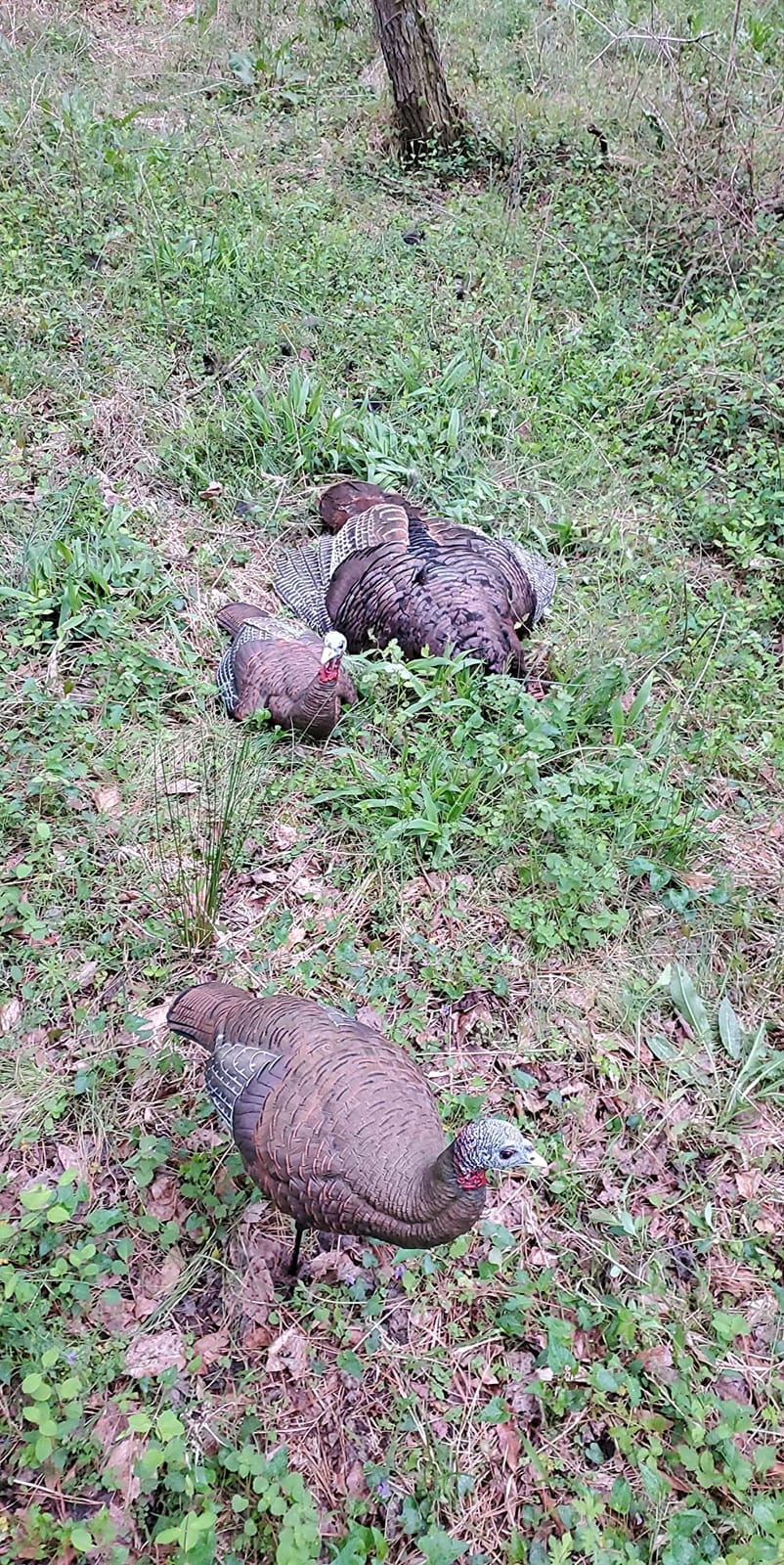 Avian-X LCD Laydown Hen Turkey Decoy | Durable Realistic Lifelike Collapsible Standing Hunting Decoy with Carry Bag & Stake, AVX8011 customer photo 1