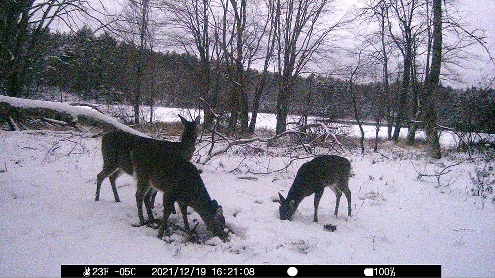 Wildgame Innovations Quick-Set Pro 270lb Game Feeder customer photo 2
