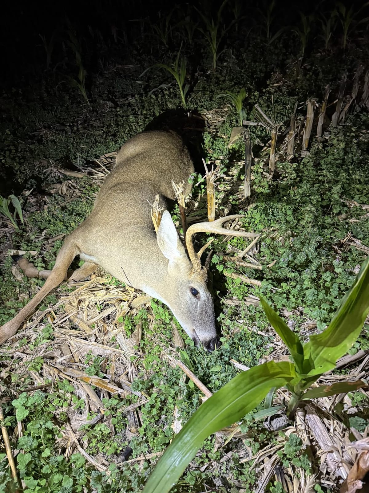 Primos The Original CAN Deer Estrus Bleat Call customer photo 2