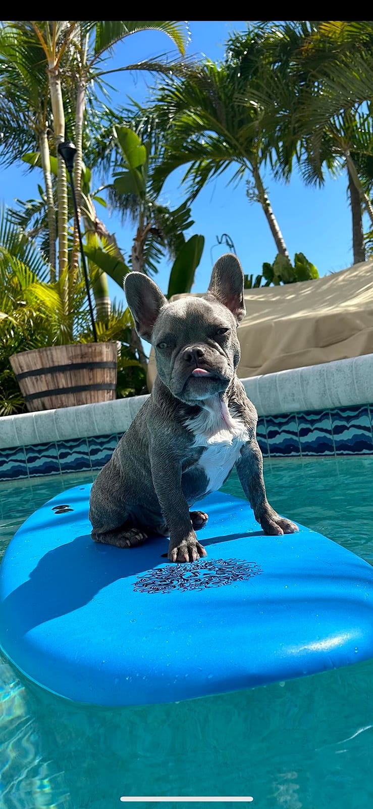 4'4 Beginner Soft Top Surfboard for Kids & Adults - Foam Surfboard + Fins & Leash - Use as Bodyboard, Boogie Board, or Softboard customer photo 2