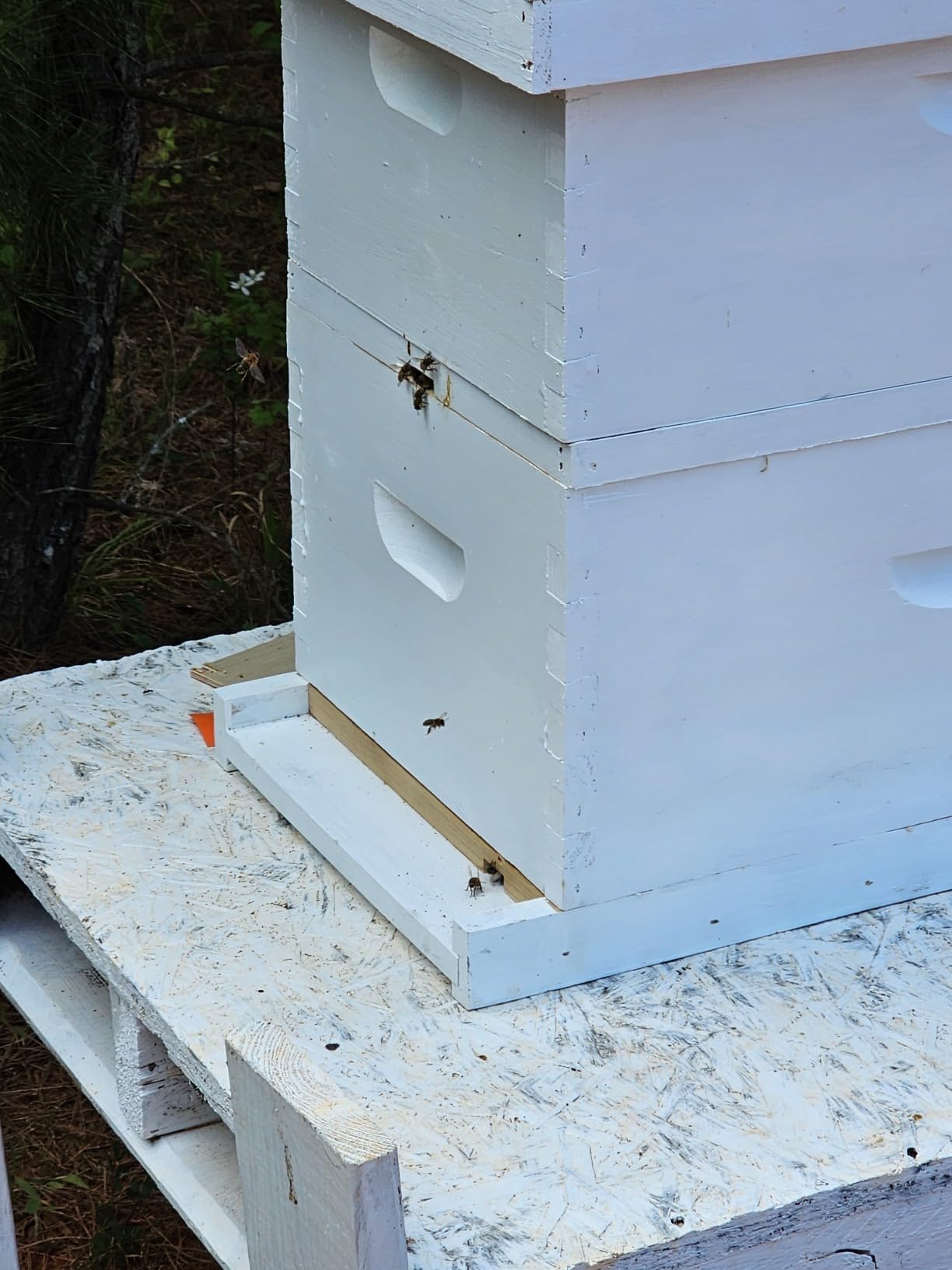 NuBee 8-Frame Beehive Kit - Unassembled Langstroth Hive with 2 Deep & 1 Medium Boxes, Frames & 100% Wax-Coated Foundations | Lightweight Fir & Pine Construction customer photo 2