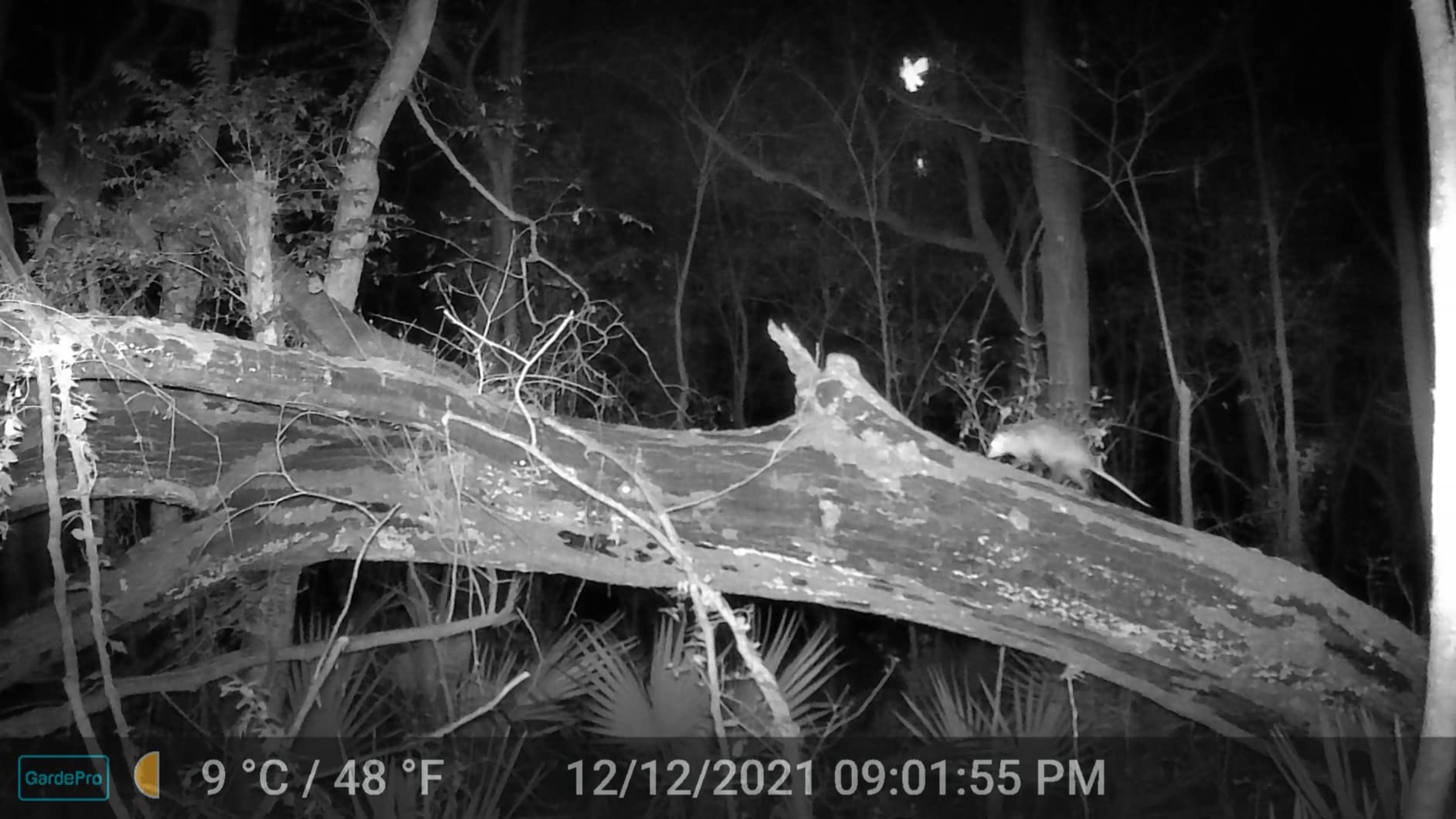 GardePro A3S Non-Cellular Trail Camera, 1296P HD Video with Sound customer photo 1