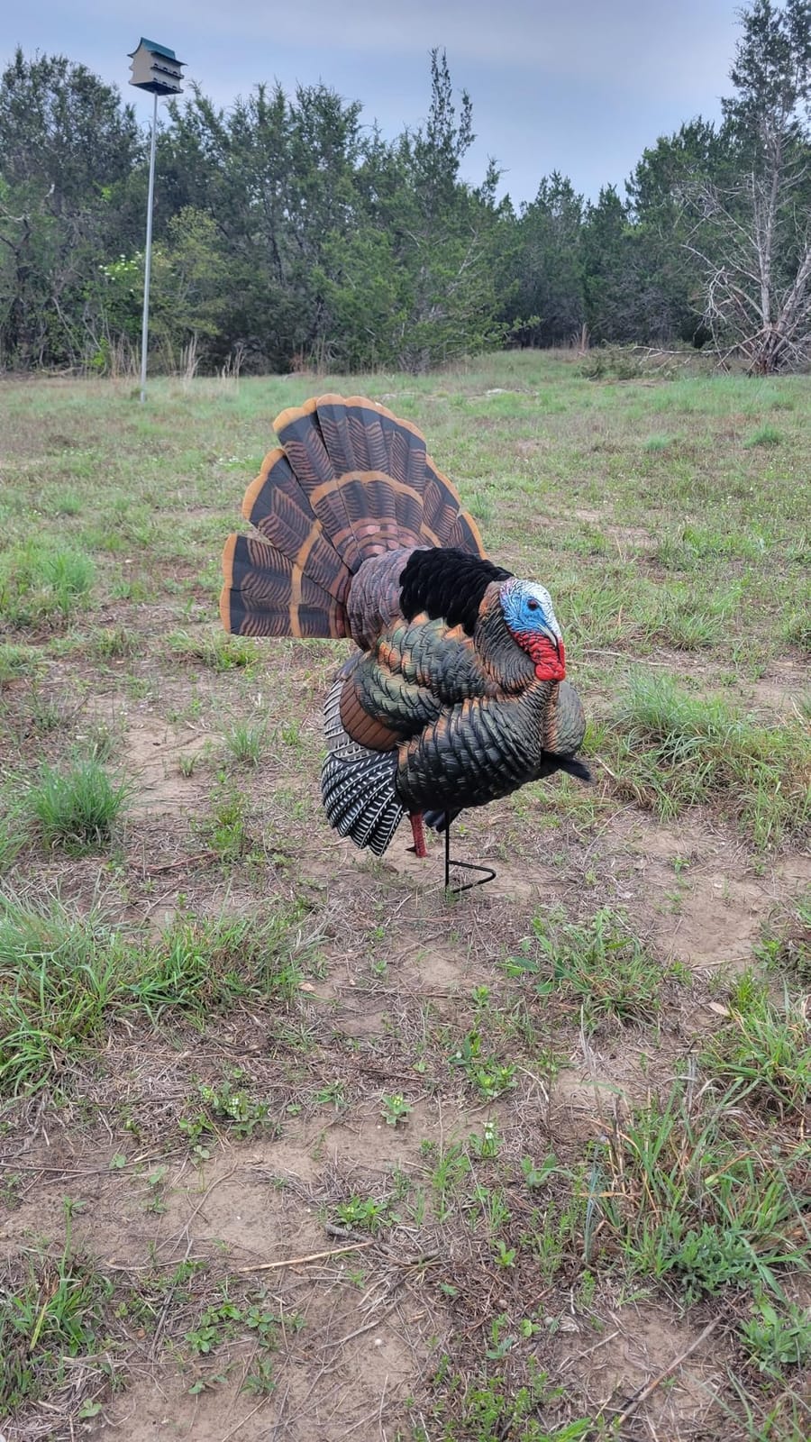AVIAN-X HDR Strutter Turkey Decoy - Rugged Durable Realistic Lifelike Dominant Body Standing Hunting Decoy with 2 Removable Heads & Wings, Beard, Adjustable Tail Fan, Mounting Stake & Carry Bag customer photo 1
