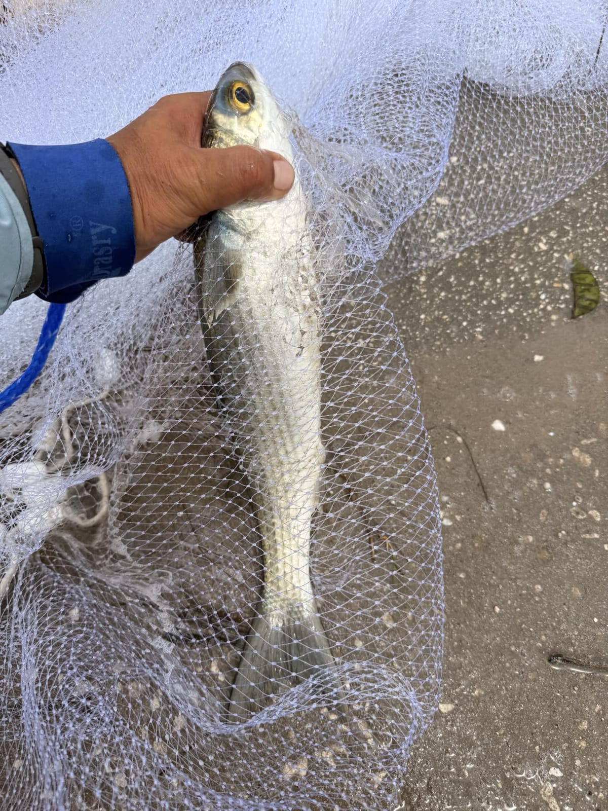 Drasry Saltwater Fishing Cast Net 3/8 and 1/4 Mesh with Heavy Duty Gray Sinker American Monofilament Fish Throw Net for Bait Trap 3FT 4FT 5FT 6FT 7FT 8FT 9FT Radius customer photo 2