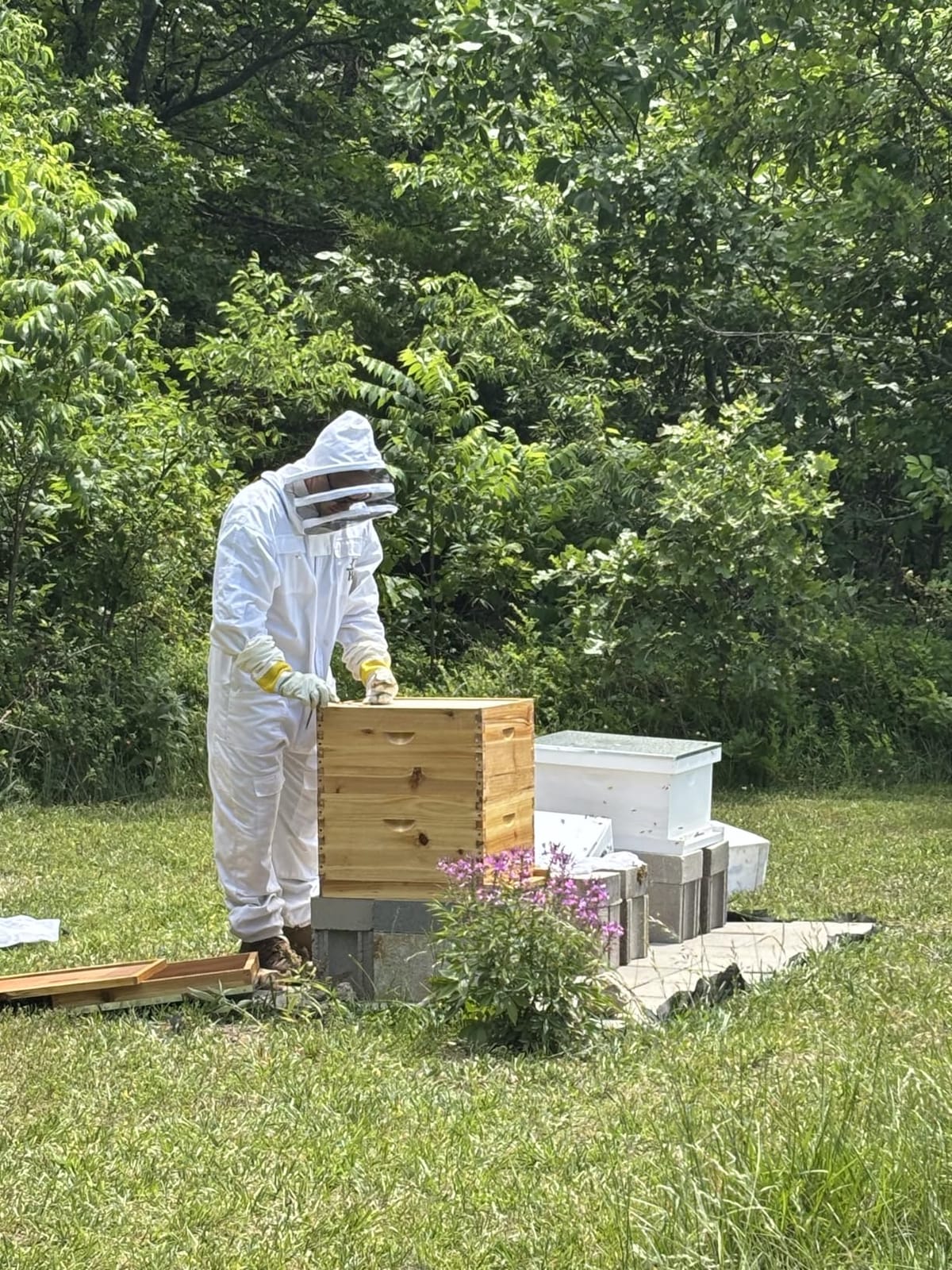 10-Frame Langstroth Bee Hive Complete Bee Hive Kit Beeswax Coated Include Beehive Frames and Waxed Foundation Sheets for Beekeeper (2 Deep Beehives Box & 1 Medium Box) customer photo 2