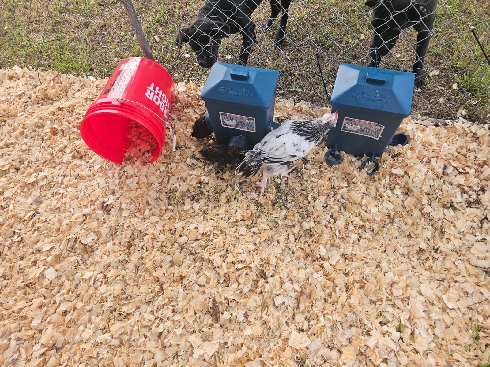 Automatic Port Chicken Feeder and Cup Waterer Set - Chicken Coop Accessories, No Waste Poultry Feeder, 3 Gallon/16 Pounds customer photo 1