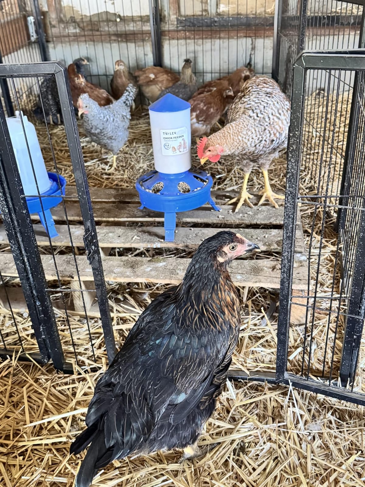 0.4Gal Top Fill Chick Feeder and 0.4Gal Chick Waterer 3 Height Scoop Blue customer photo 2
