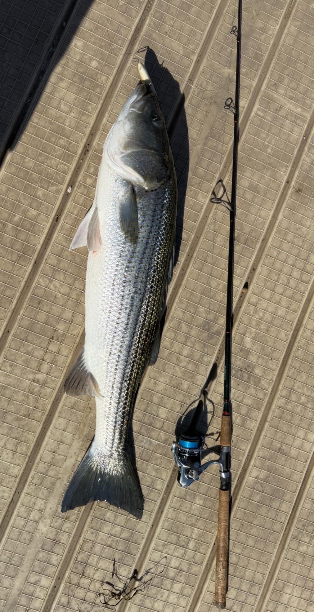Piscifun NautiX Spinning Reel, Aluminum Body, 33lb Max Drag | CNC Aluminum Gear, 8+1 Sealed BB, 6.0:1/5.4:1 Gear Ratio, Smooth Retrieve Freshwater/Saltwater Fishing customer photo 1