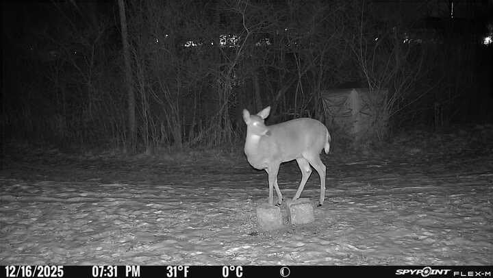 SPYPOINT Flex-M Twin, Cellular Trail Camera, Night Vision, Free Photo Plan customer photo 2