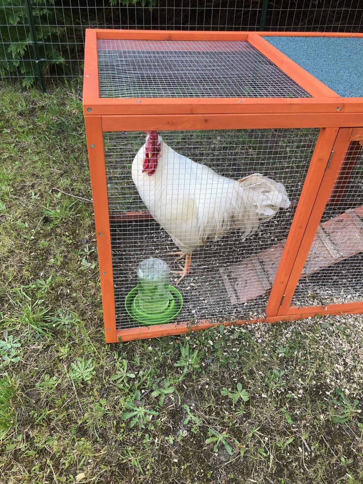 Large Chicken Coop Outdoor Durable Duck House Poultry Pet Hutch & 2 Wood Eggs Run Cage Nesting Box Waterproof Asphalt Roof Ramp Removable Tray Wire Fence for Backyard Small Animal (Orange) customer photo 1