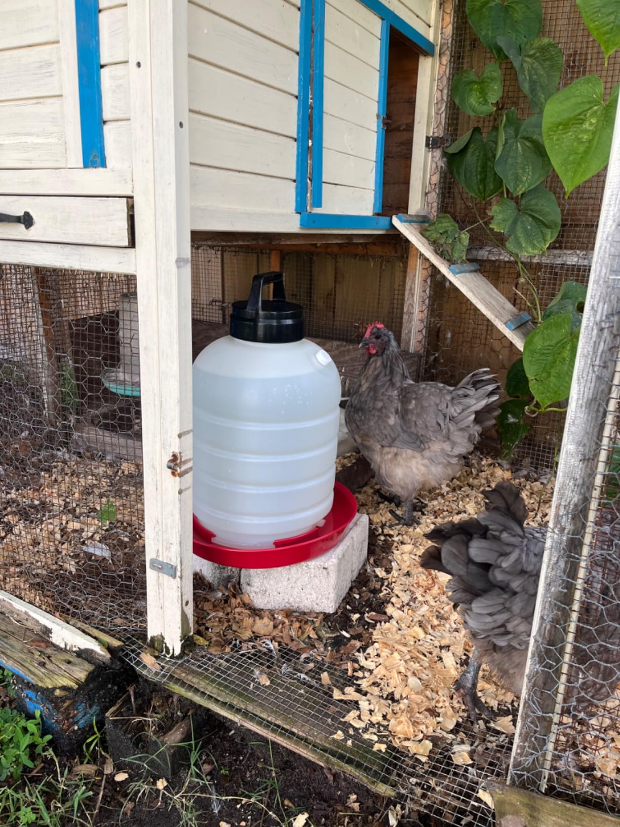 FARM-TUFF Premium 5-Gallon Hanging Chicken Waterer – BPA-Free Plastic, Top-Fill Poultry Fountain for Chickens, Ducks, Turkeys & Game Birds customer photo 2