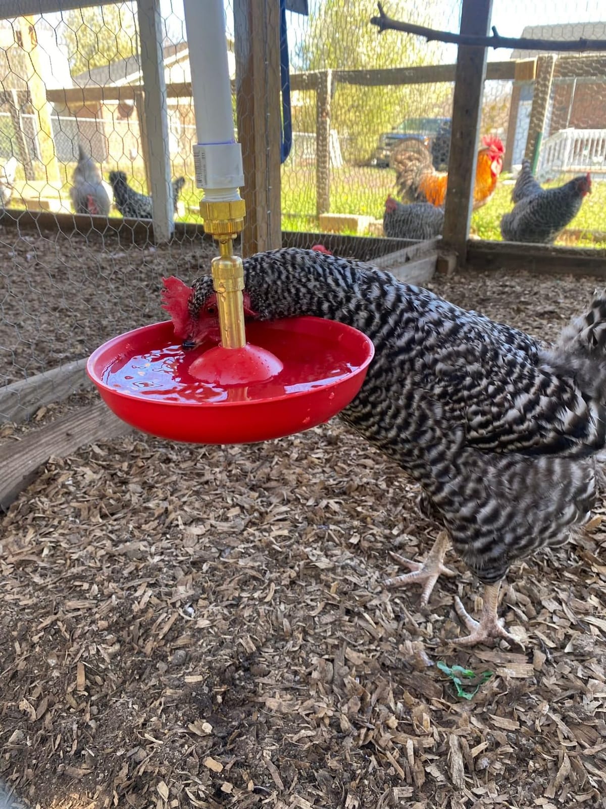 Little Giant® Automatic Poultry Fount | Game Bird Fount | Heavy Duty Plastic | Waterer Bowl with Hose Attachment | 1.5 Quarts customer photo 1