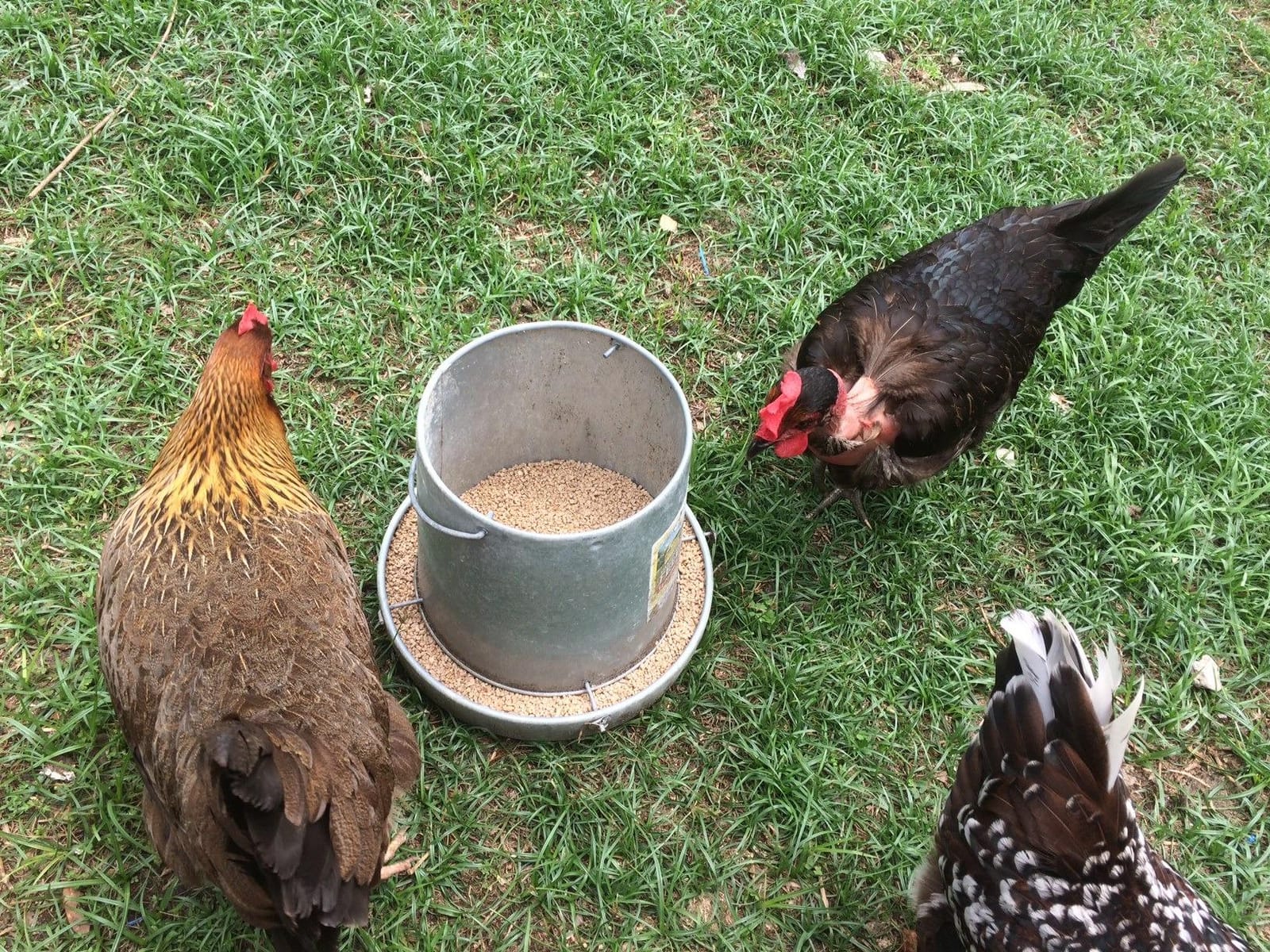 Little Giant® Hanging Metal Poultry Feeder | Chicken Feeder | Outdoor Hanging Bird Feeder | Galvanized Steel Feed Container with Hanging Handle | 40 Pound customer photo 2