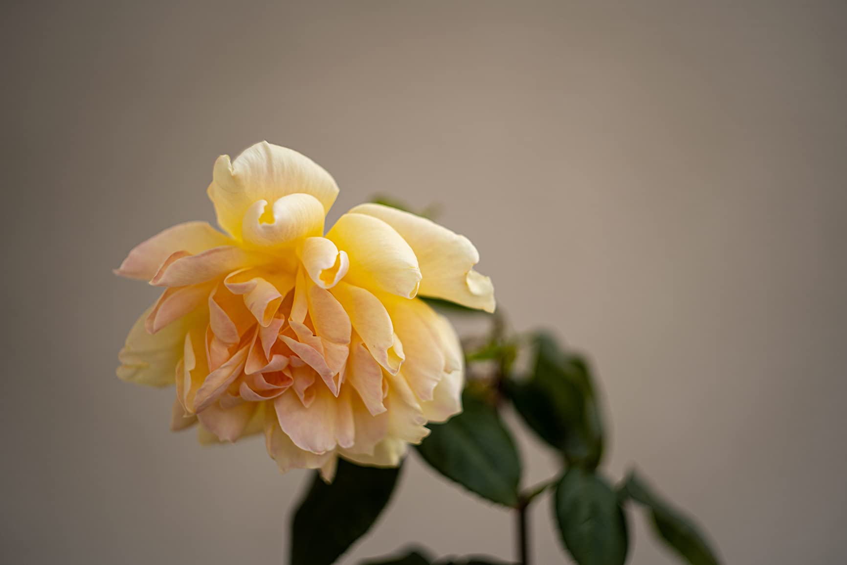 Helios 44M-4 58mm F2 Russian Lens M42 Mount customer photo 2
