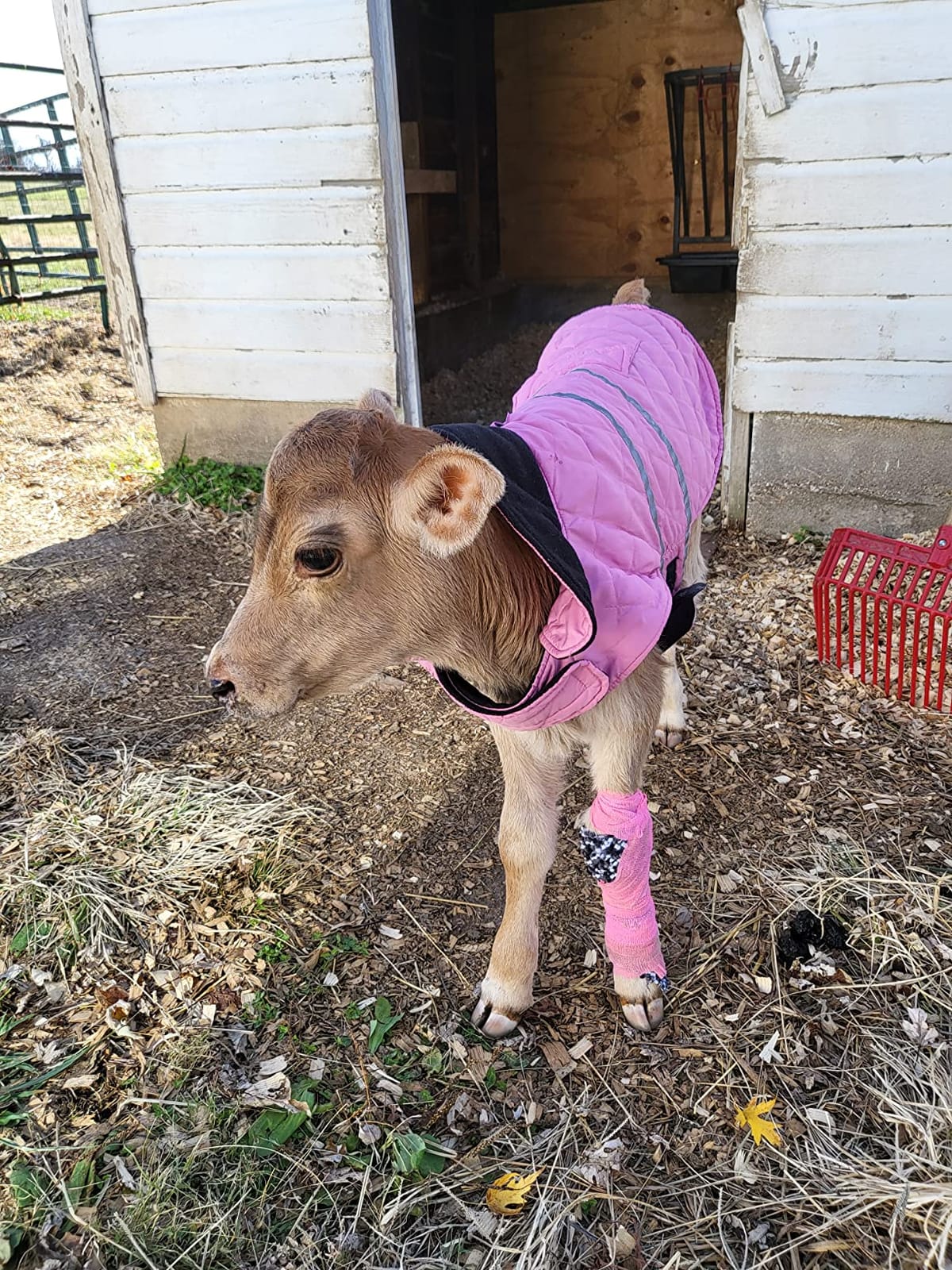 Weaver Livestock Warming Calf Blanket for Winter, Quilted Calf Coat with Buckle, Belly Protecting Livestock Shelter Blanket for Small Cattle customer photo 1