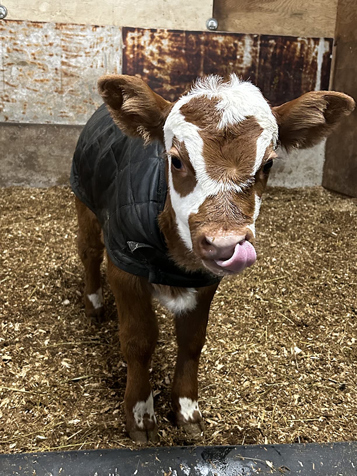 Weaver Livestock Warming Calf Blanket for Winter, Quilted Calf Coat with Buckle, Belly Protecting Livestock Shelter Blanket for Small Cattle customer photo 2