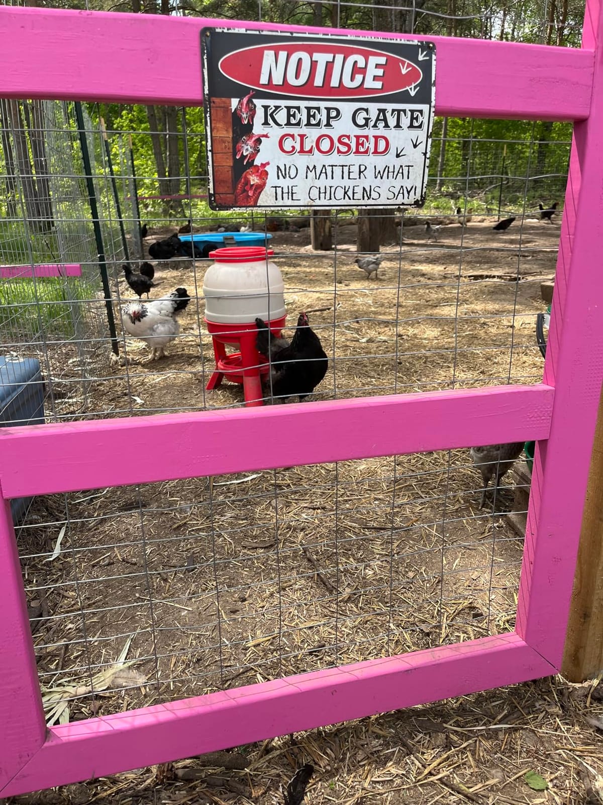 Little Giant® Plastic Dome Feeder | Heavy Duty Plastic Gravity Fed Poultry Feed Container Tank | Backyard Poultry for Hobbyists, Farmers and Ranchers | 45 LB customer photo 2