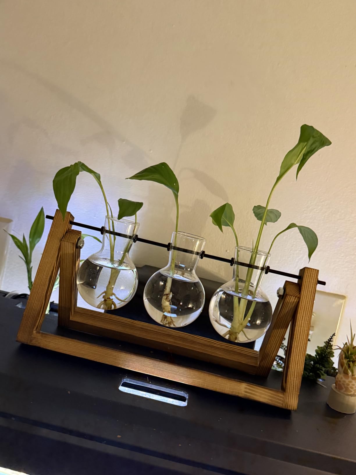 XXXFLOWER Plant Terrarium with Wooden Stand, Air Planter Bulb Glass Vase Metal Swivel Holder Retro Tabletop for Hydroponics Home Garden Office Decoration - 3 Bulb Vase customer photo 1