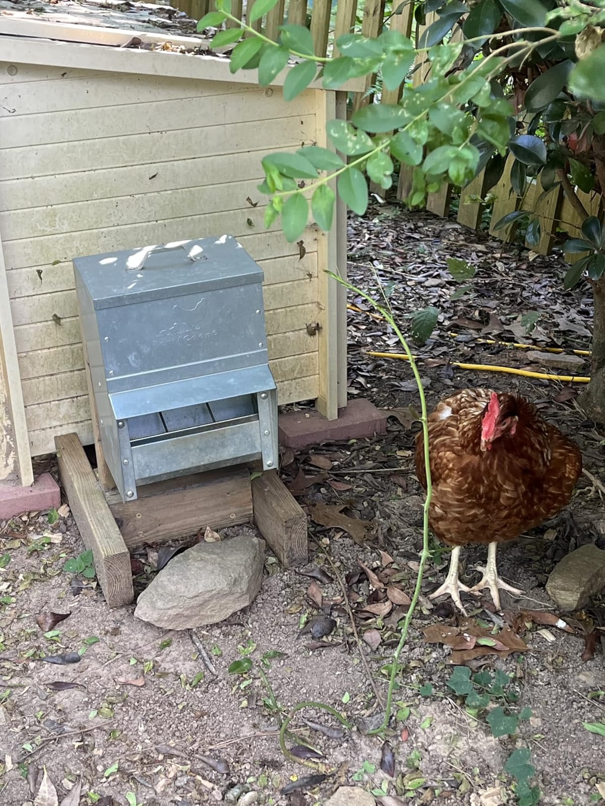 RentACoop 25lb Gravity-Fed Metal Trough Feeder with Lid & Rain Cover customer photo 2