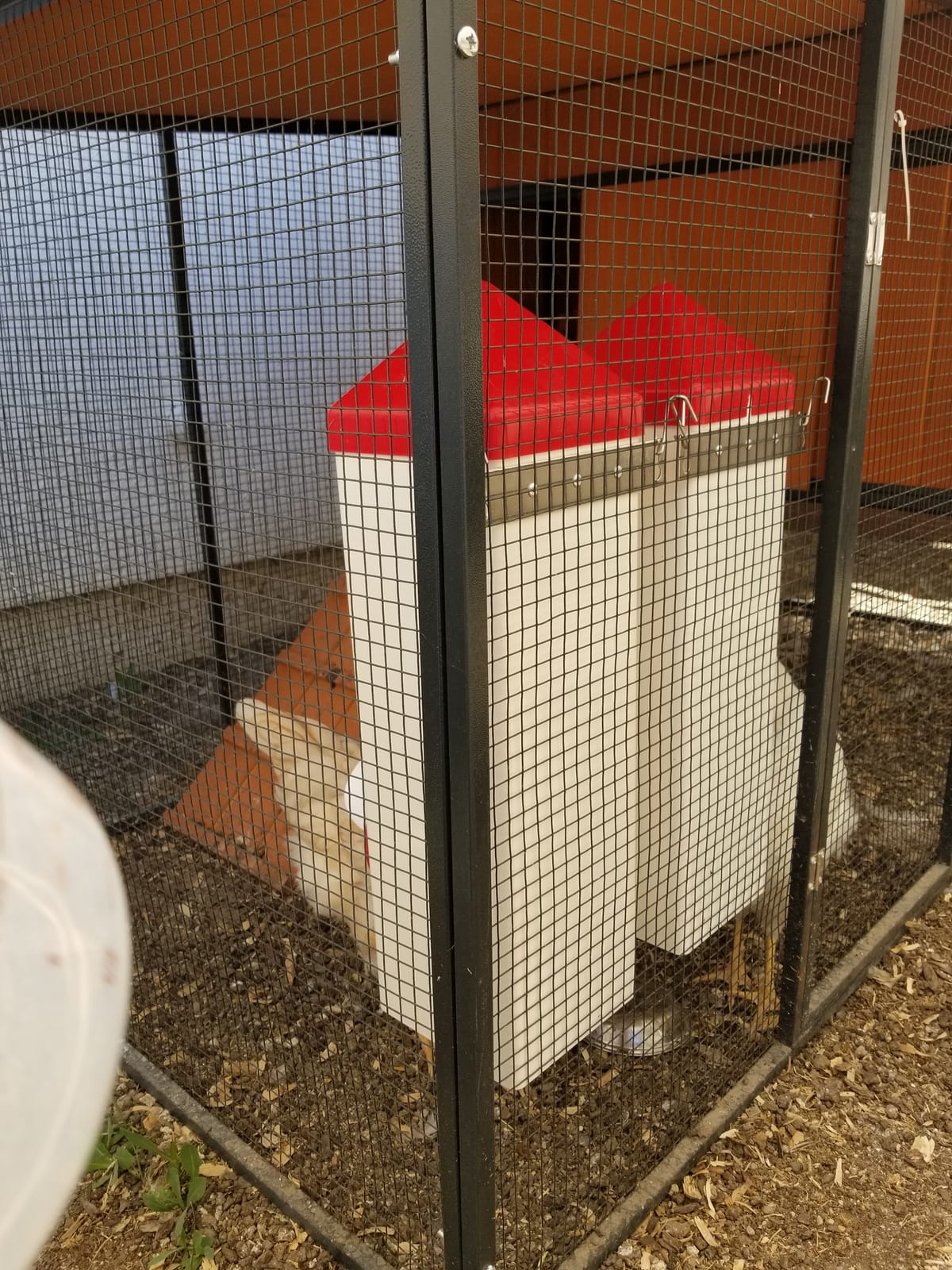 RentACoop 2 Gallon High Rise Chicken Waterer with Cups & Nipples customer photo 1