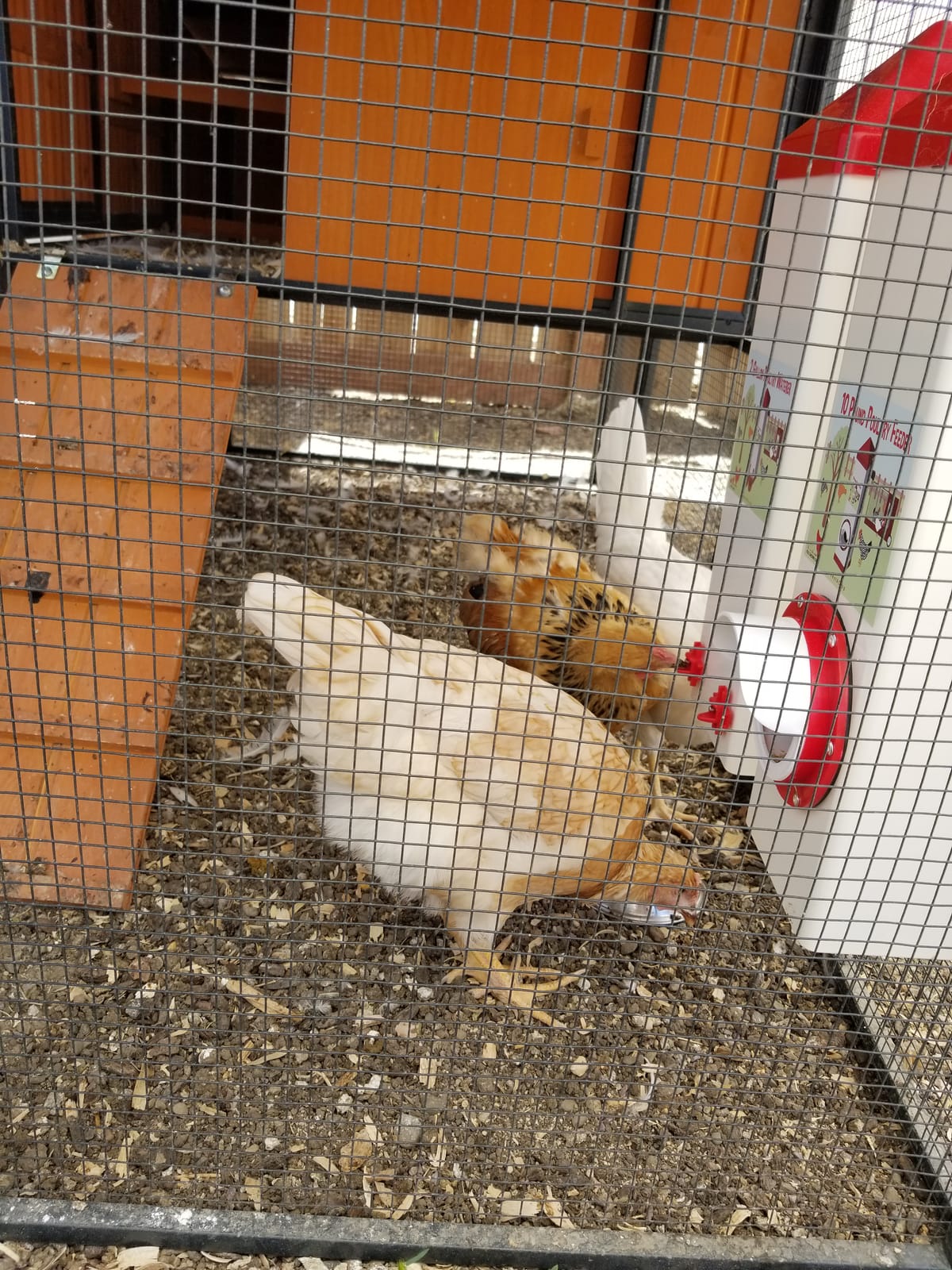 RentACoop 2 Gallon High Rise Chicken Waterer with Cups & Nipples customer photo 2