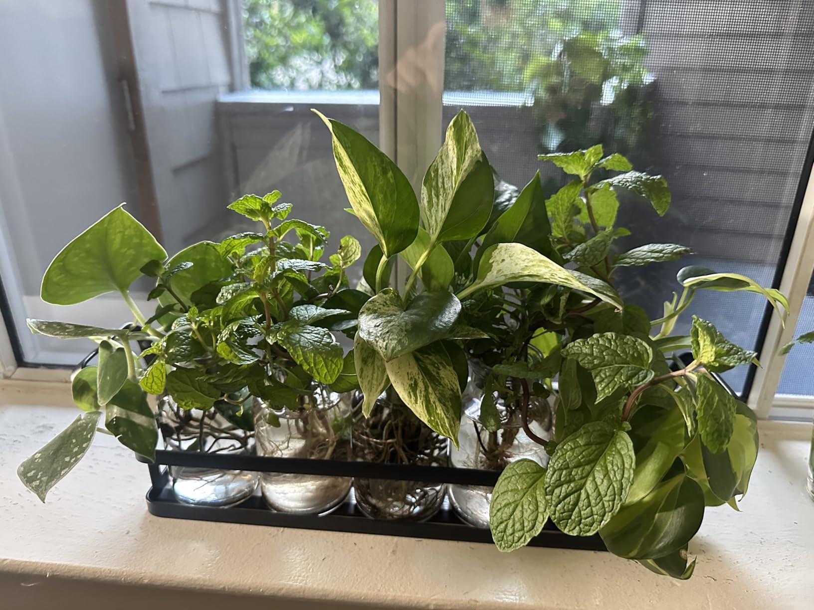 Mkono Propagation Stations, 5 Jars Desktop Glass Plant Terrarium with Stand customer photo 2