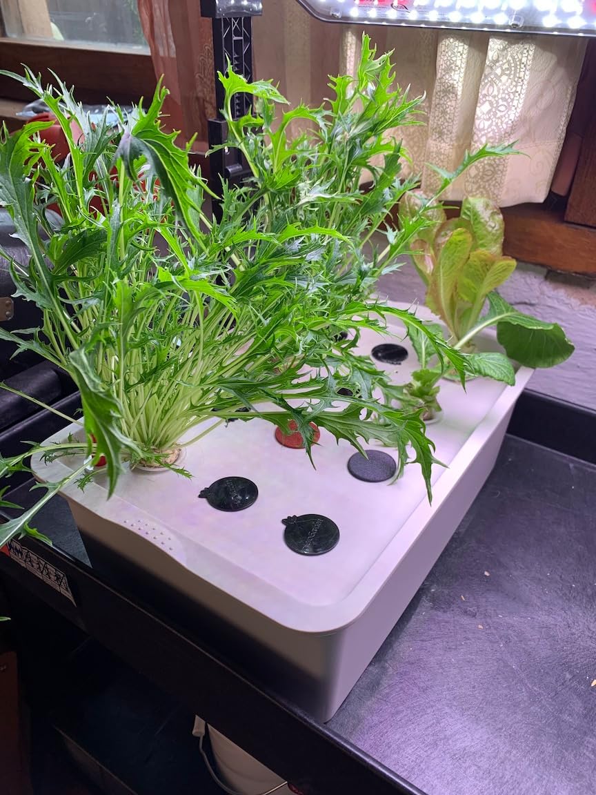 MAOPINER Indoor Hydroponic Grow Kit 12 Sites Deep Water Culture System customer photo 2