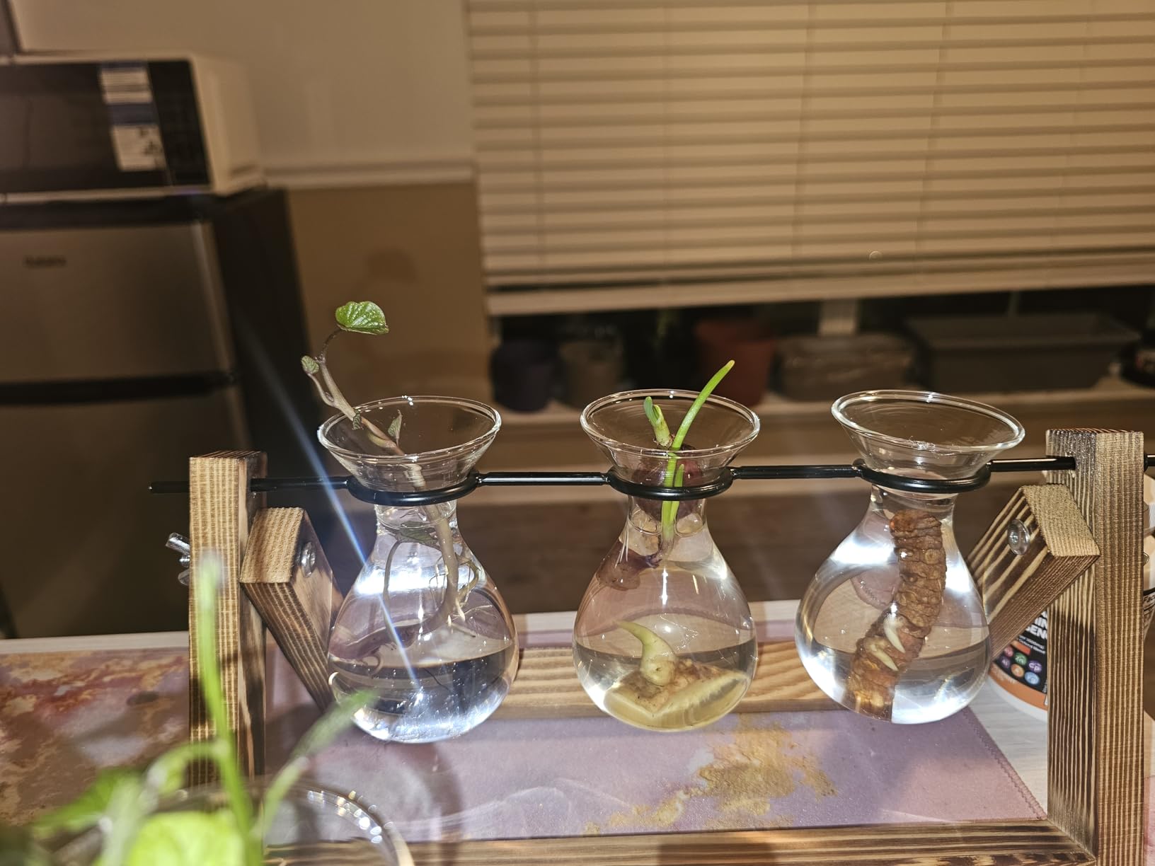 YIBOT Propagation Stations,Plant Terrarium with Wooden Stand-3 Glass Vases customer photo 1