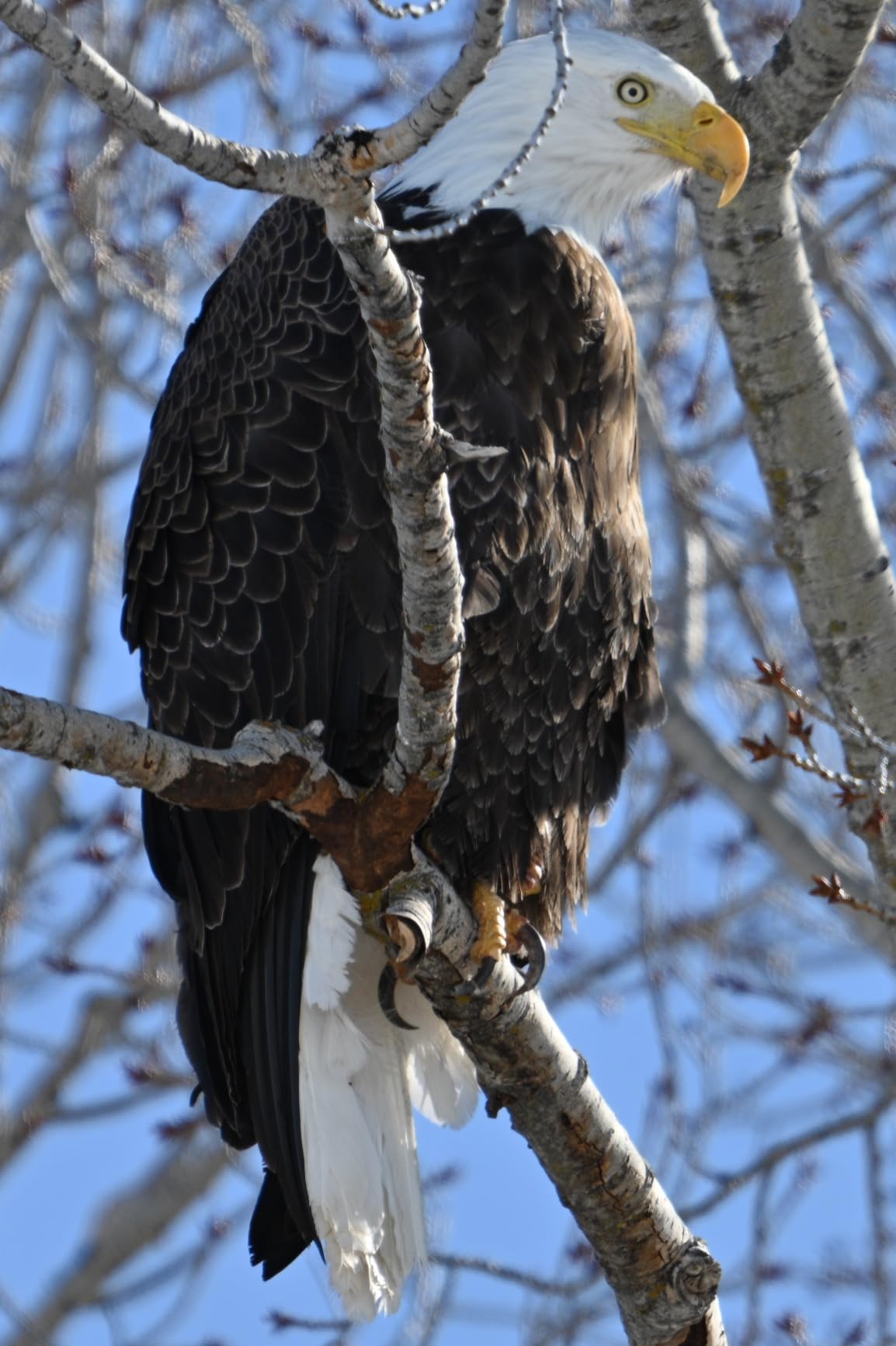 NIKON NIKKOR Z 180-600mm f/5.6-6.3 VR customer photo 1