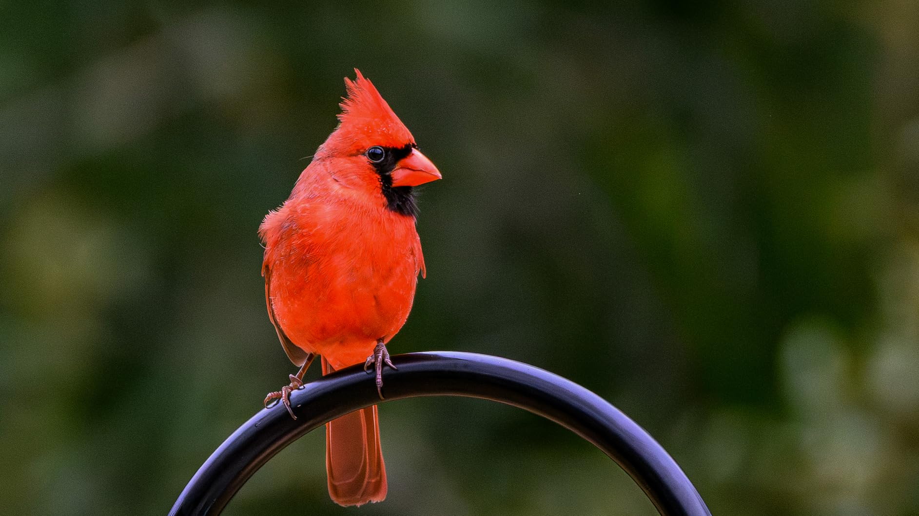 NIKON NIKKOR Z 180-600mm f/5.6-6.3 VR customer photo 2