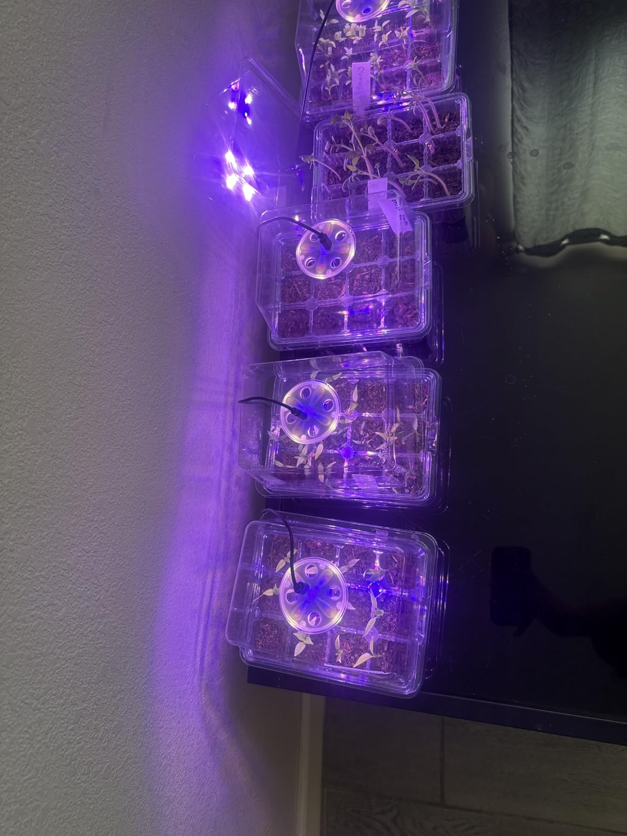 Bonviee Seed Starter Trays with 12-LED Grow Lights, Clear, 5 Pack customer photo 2