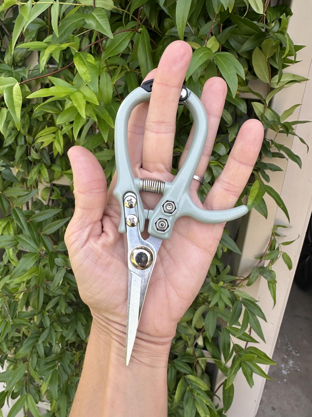 Modern Sprout Pruning Shears - Garden Snips - Herb Scissors - Sage 1-Pack customer photo 2