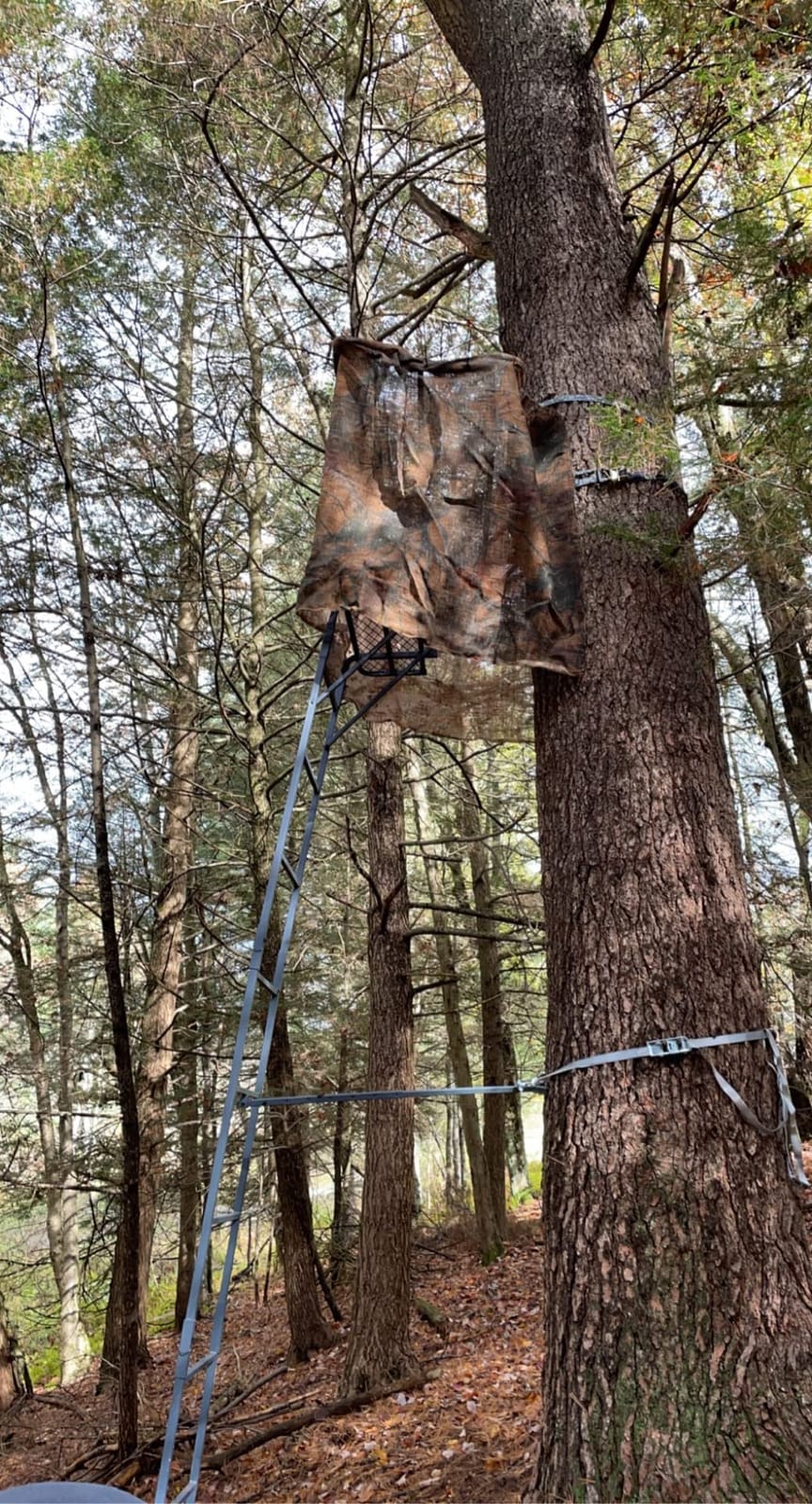 Guide Gear 16.5' 2-Man Ladder Tree Stand for Hunting Elevated Climbing Seat Hunting Gear Equipment Accessories customer photo 1