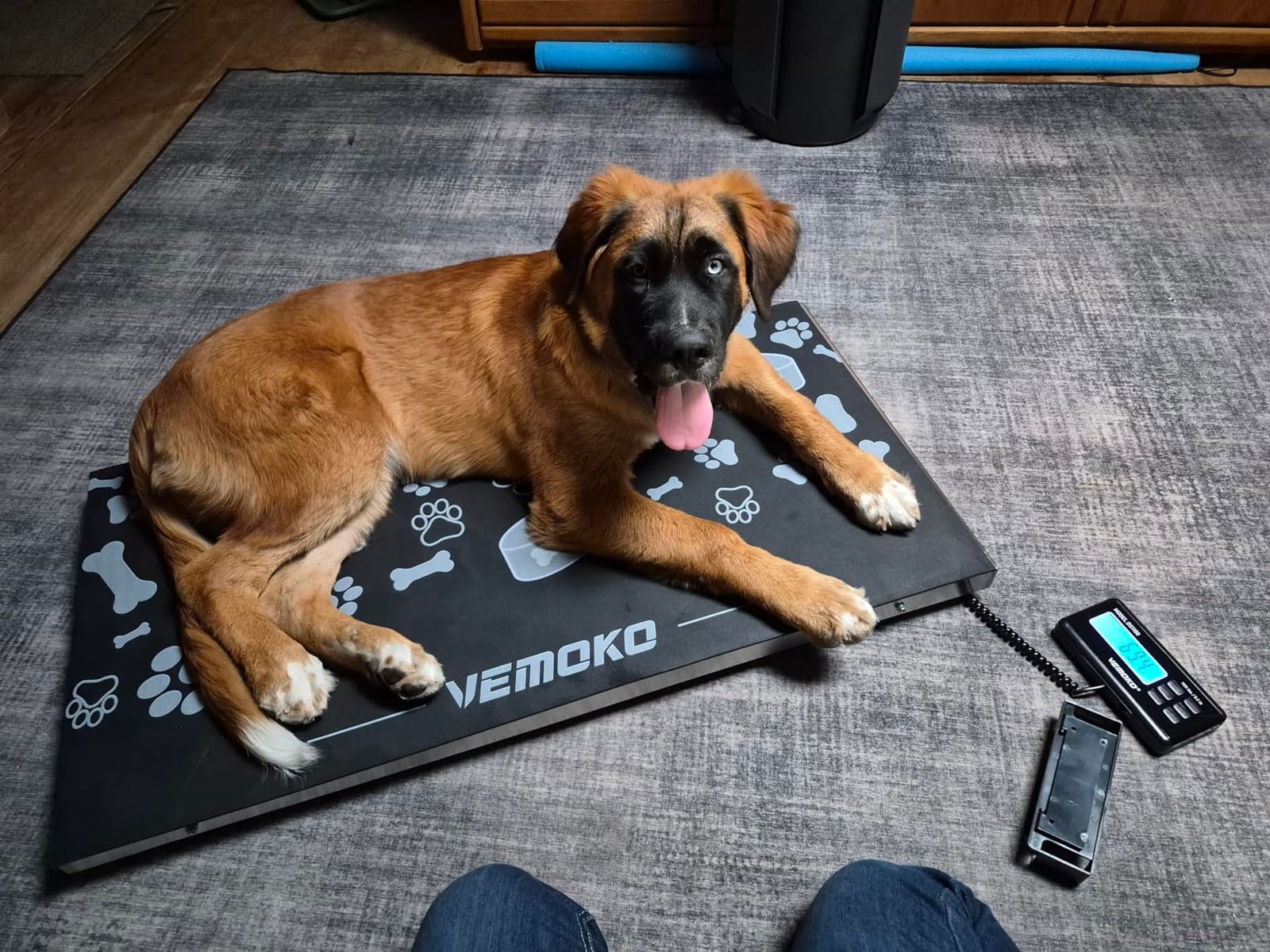 Precision Livestock Scale,1100lb×0.2lb Large Dog Scale (40.7