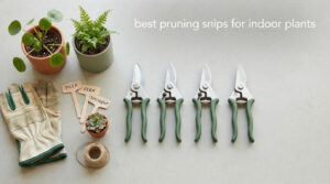 best pruning snips for indoor plants