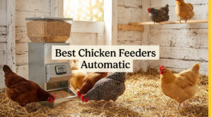 Best Chicken Feeders Automatic