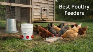 Best Poultry Feeders