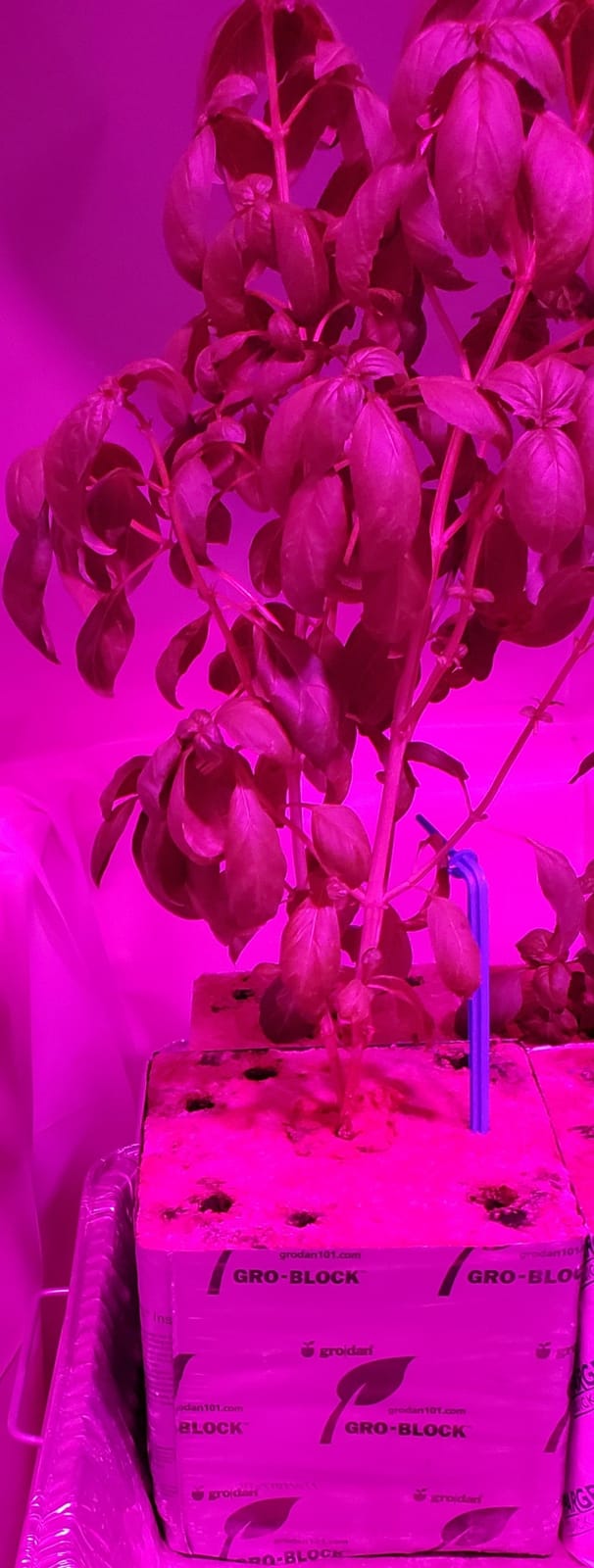 Grodan HUGO 6x6x6 Hydroponics Seed Starting Block - 12 Pack customer photo 1