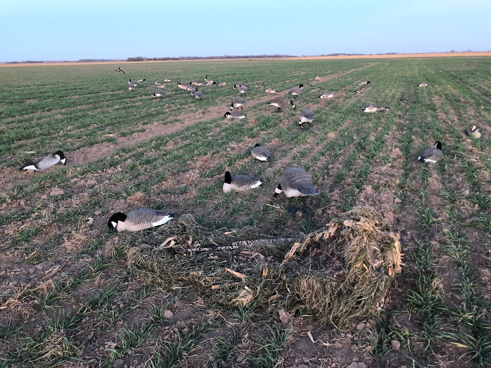Avery Killerweed Singles | Natural Palm Fiber Concealment Kit for Layout Blinds | Rot-Resistant Paintable Camo for Waterfowl Hunting in Grass, Marsh & Crop Field Terrain customer photo 1