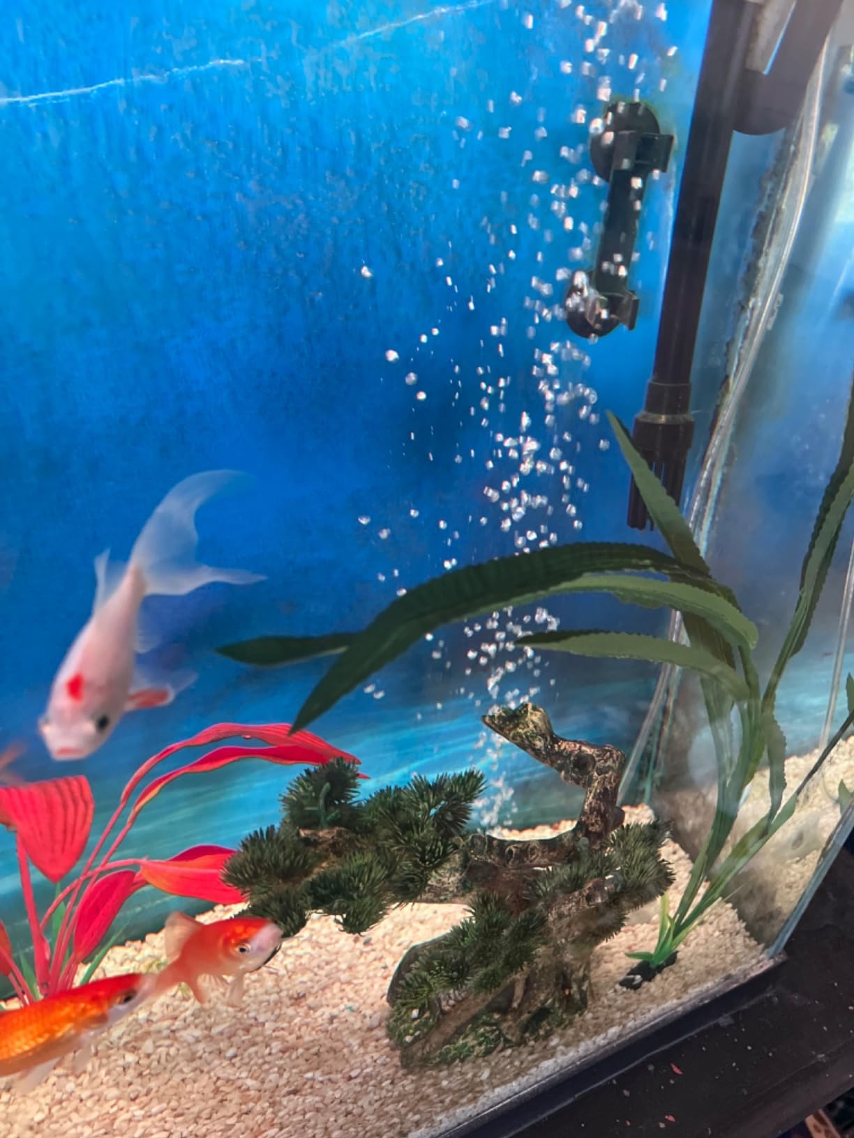 Pawfly Aquarium 4 Inch Air Stone, Fish Tank Airstone Bubble Diffuser for Air Pumps Buckets Fish Tanks Ponds DWC Reservoirs and Circulation customer photo 1