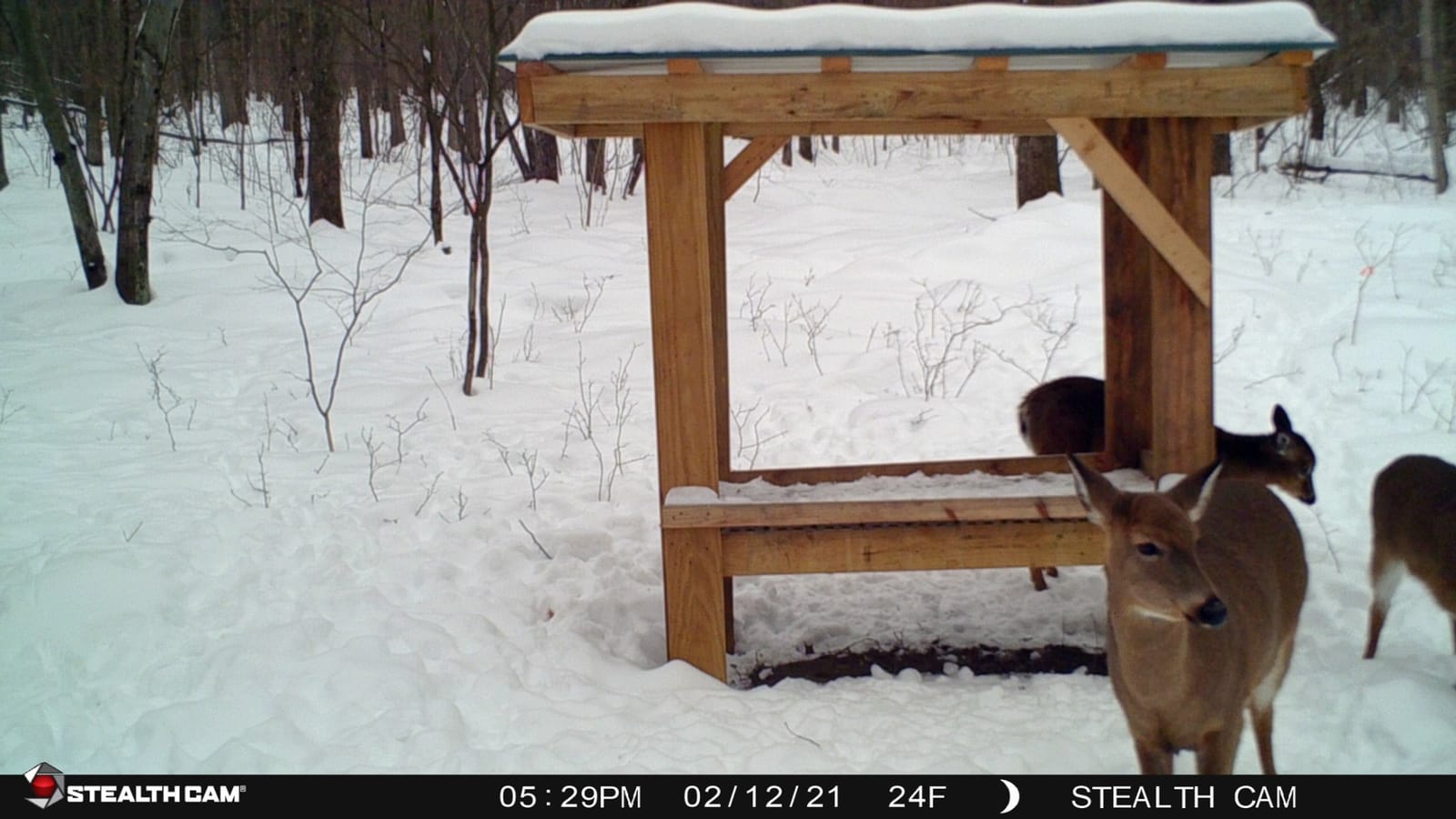 Stealth Cam 2020 G42NG 24MP No-Glow Trail Camera customer photo 2