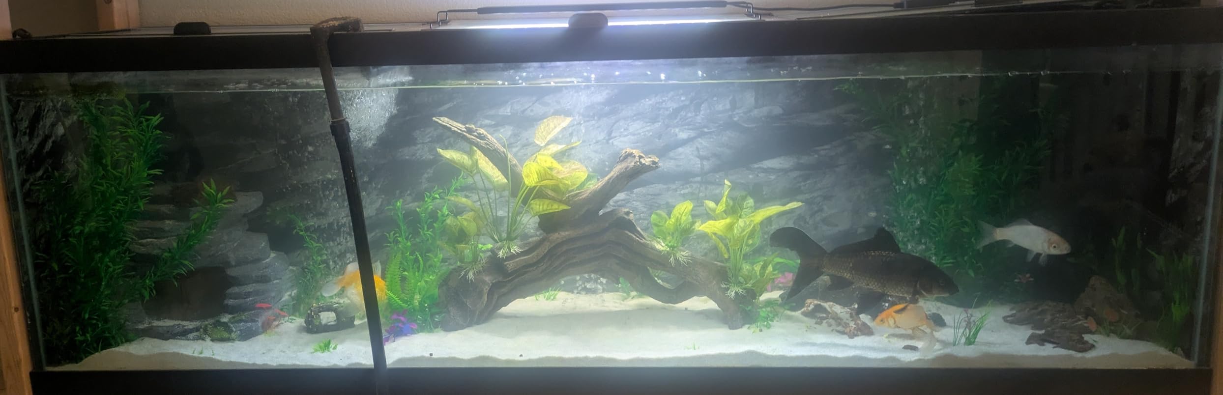 VIVOSUN Air Stone Disc 8 in with Shell and Sucker for Aquarium, Air Pump customer photo 2