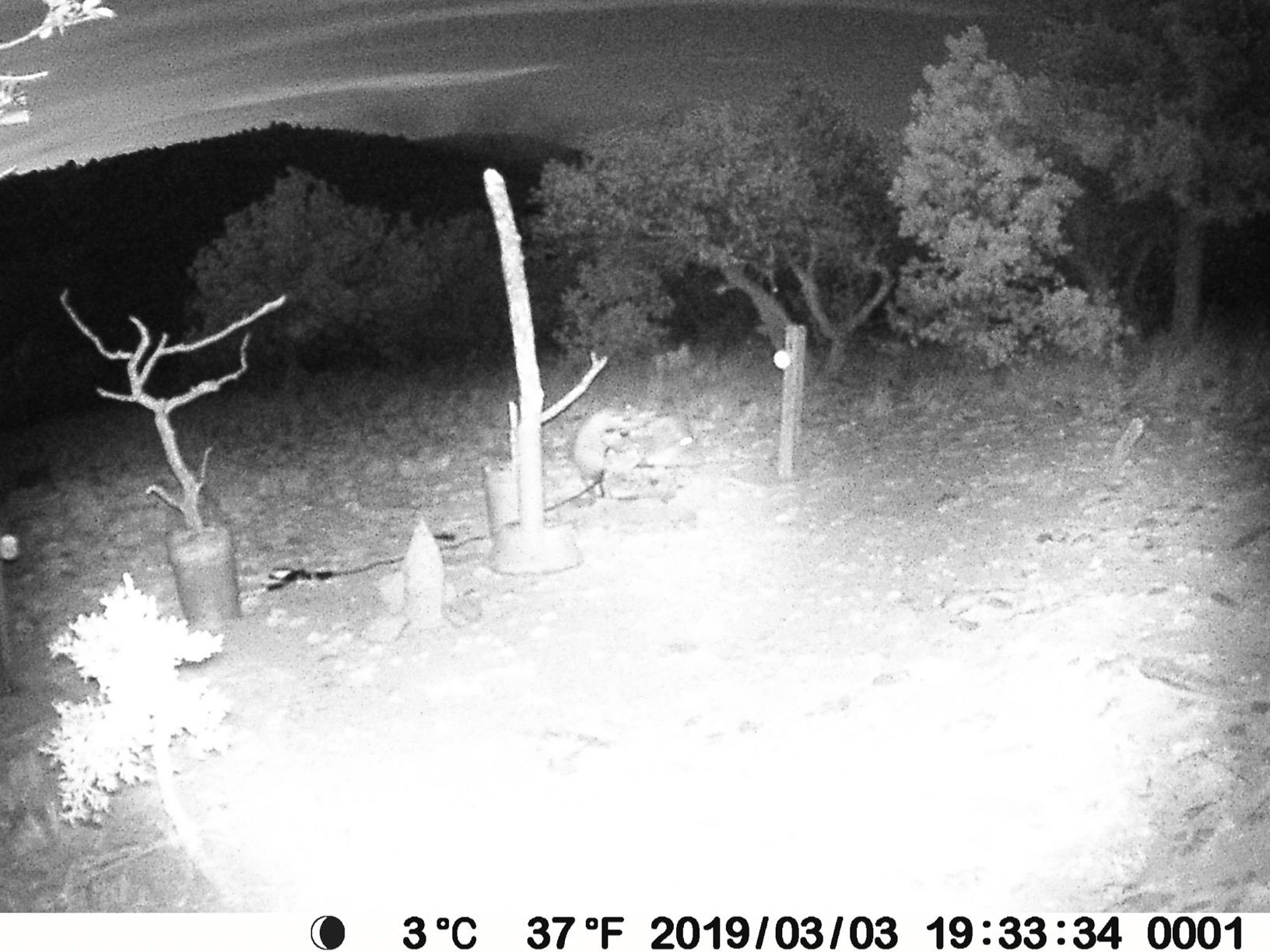 BLAZEVIDEO Trail Camera 64MP 1296P Video 940nm No-Glow Night Vision customer photo 2