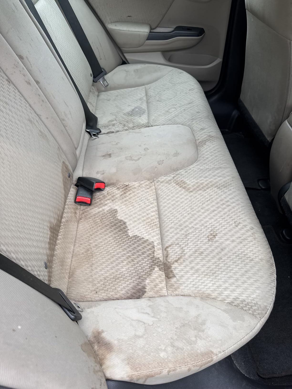 P & S PROFESSIONAL DETAIL PRODUCTS Carpet Bomber – Professional Upholstery Cleaner, Citrus-Based Formula, Removes Grease, Dirt & Odors, Highly Dilutable, Safe for Engines & Wheel Wells - 1 Gallon customer photo 1